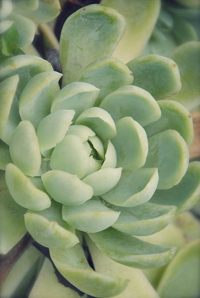 hens et chicks'de succulents dans un flou - soboliferum photos et images de collection