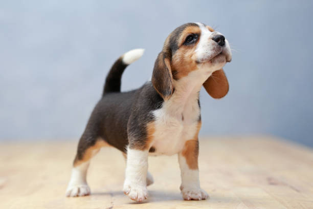 istock strong female beagle puppy in action 638967678