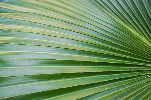 istock close up green palm leaves texture 638967810