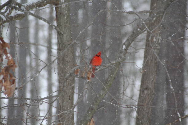 istock Cardinal Looking at a Snowy Sky in Virginia 638970206