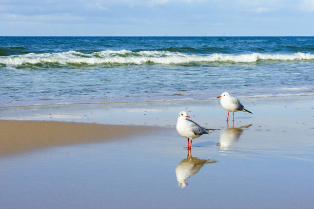 istock Seagulls walking on the wet sand on the background of 638970298