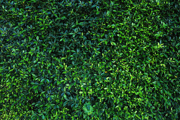 istock green leaves natural wall. 638970308