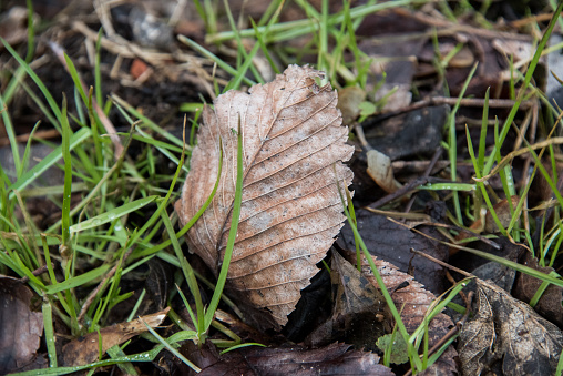 Old leaf on a ground