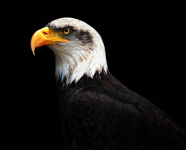 istock Portrait of a Bald Eagle 638972816
