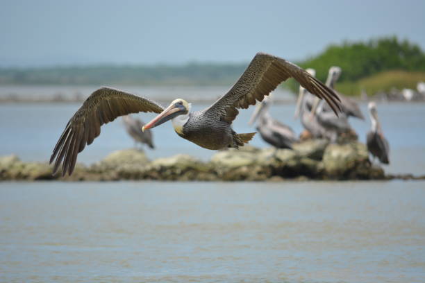Flying pelican over Laguna Madre