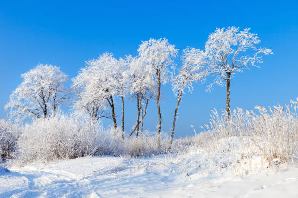 istock Trees covered with snow against the blue sky on a 638975412