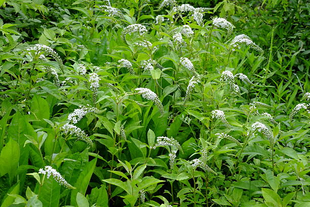 istock gooseneck loosestrife 638975422