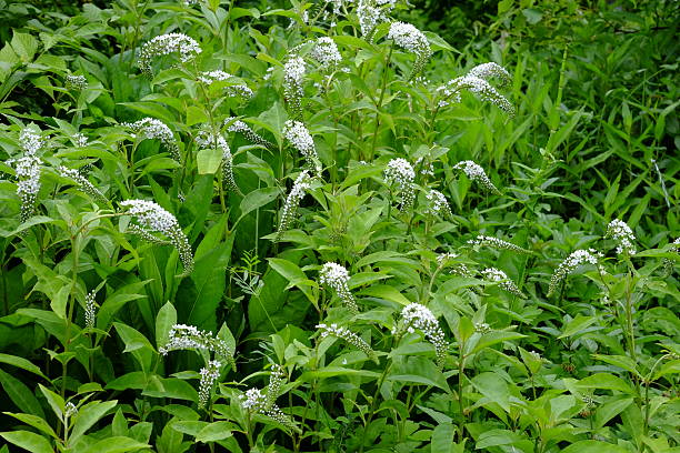 istock gooseneck loosestrife 638975438