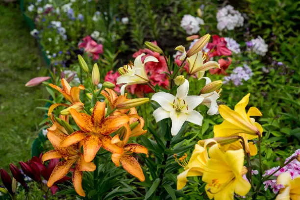 Group of orange, yellow, white color lily flowers blossom in the garden