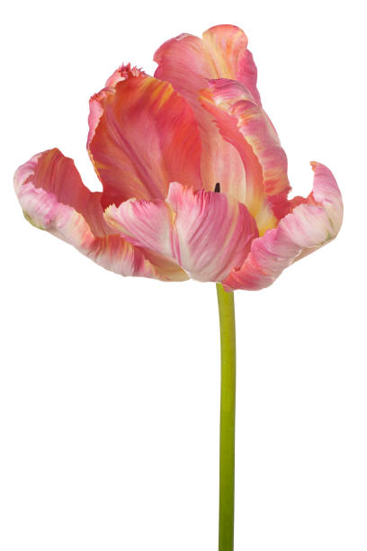 istock tulip flower isolated 638976650