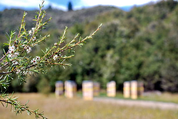 カヌカティーツリーブッシュプランテーションの蜂の巣 - beehive rural scene bee outdoors ストックフォトと画像