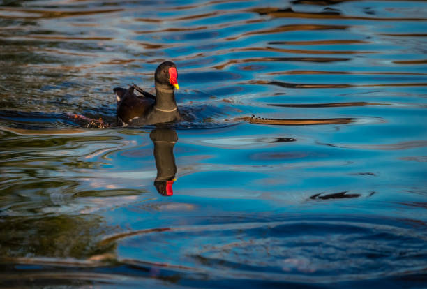 istock Black duck swimming in a small lake 638977804