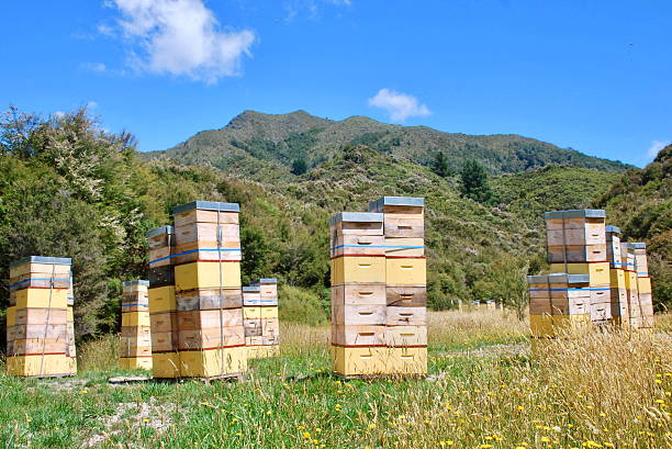 Beehives in Native Kanuka Tea Tree Bush, New Zealand Bee Hives beside native Kanuka bush in Summer. beehive new zealand stock pictures, royalty-free photos & images