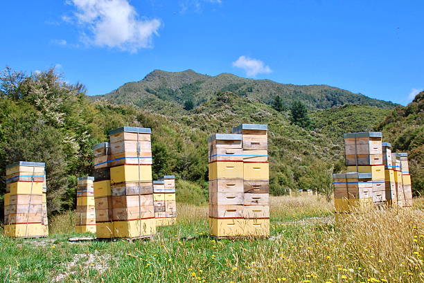 Beehives in Native Kanuka Tea Tree Bush, New Zealand Bee Hives beside native Kanuka bush in Summer. kanuka nz stock pictures, royalty-free photos & images