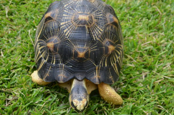 istock Turtle Tortoise black yellow Tropical 638980144