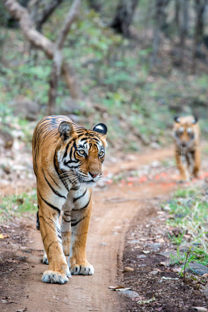 istock Bengal tigers (Panthera tigris tigris) in Ranthambhore National Park 638980176
