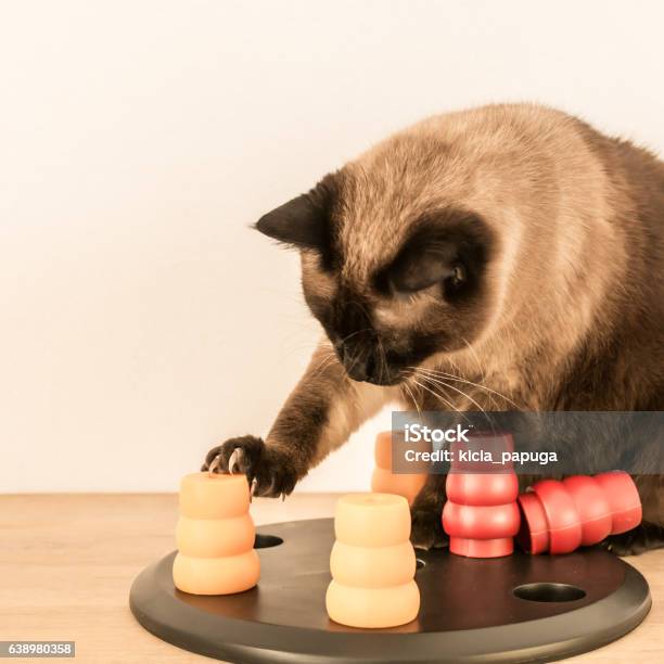 Fat Cat Solving Pet Puzzle Stock Photo - Download Image Now