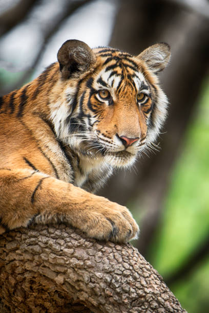 tigre-de-bengala (panthera tigre tigre) em uma árvore, de filmagem - bengal tiger imagens e fotografias de stock
