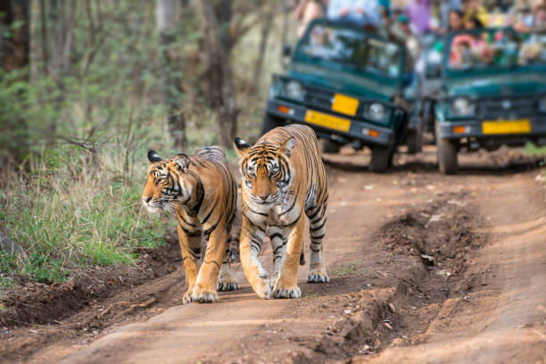 Bengal tigers (Panthera tigris tigris) in front of tourist car A tigeress with her juvenile cub (Bengal tigers, also called "Royal Tiger", Panthera tigris tigris) walking on a road in the green jungle. In the background a car with tourists and photographers is visible. The Bengal Tiger is critical endangered, the total population was estimated in 2011 at fewer than 2,500 individuals with a decreasing trend.  iucn red list photos stock pictures, royalty-free photos & images