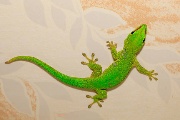 istock Phelsuma madagascariensis day gecko, Madagascar 638981356