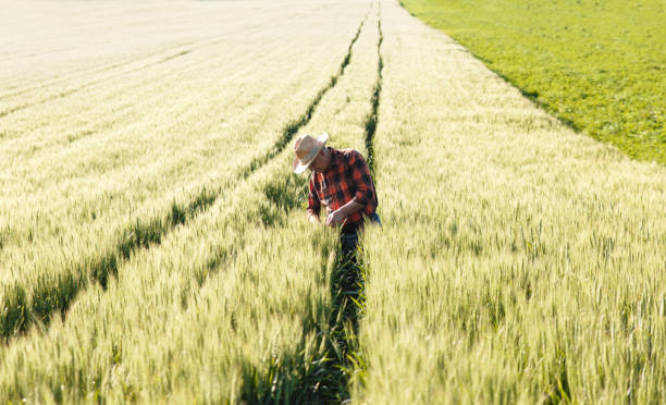 istock Senior farmer in a field examining crop 638981382