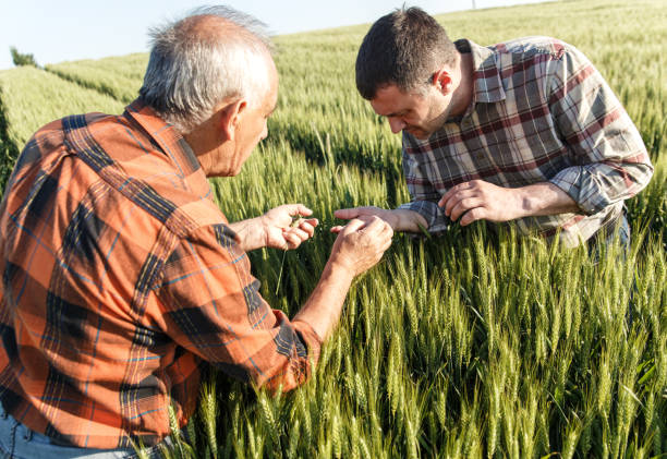 istock Senior farmer in a field examining crop 638982758