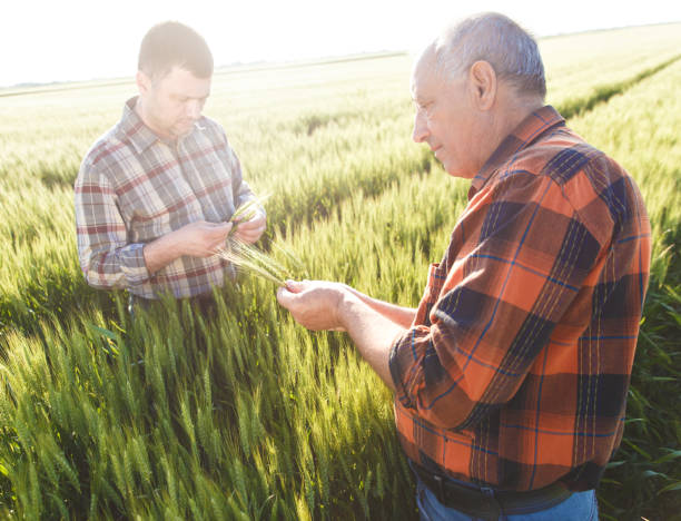 istock Senior farmer in a field examining crop 638982886