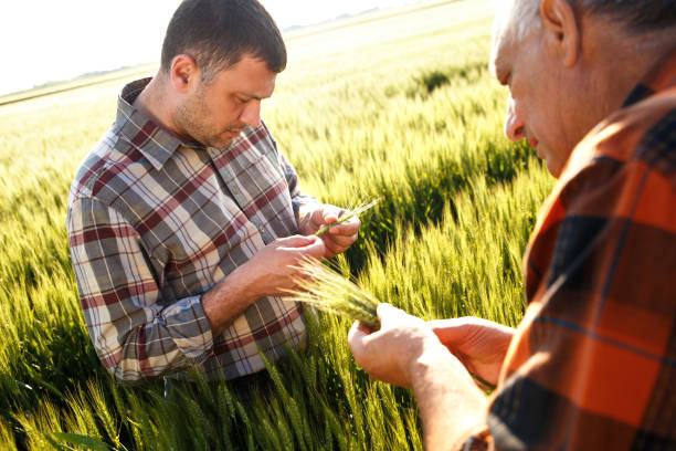 istock Senior farmer in a field examining crop 638983048