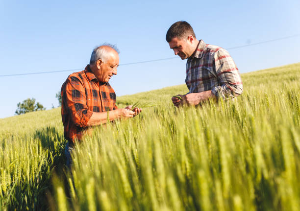 istock Senior farmer in a field examining crop 638983176