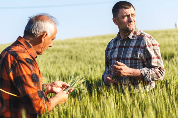 istock Senior farmer in a field examining crop 638983284