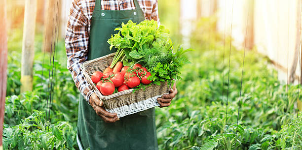 istock Panoramic view of male hands holding a basket with vegetables 638984462