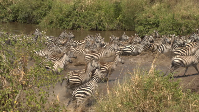CLOSE UP: Wild zebras running out of lake in wilderness when danger approaching