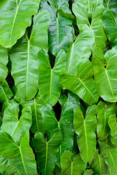 istock Green leaf heart shape in garden 638986086