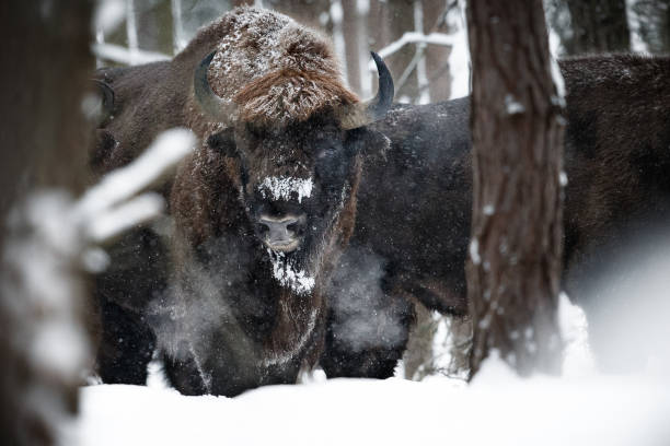 istock European bison in the beautiful white forest during winter time 638986864