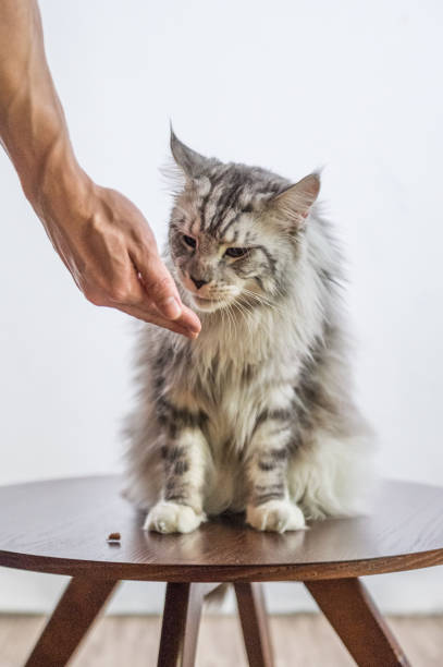istock The Maine cat, taken indoors 638987004