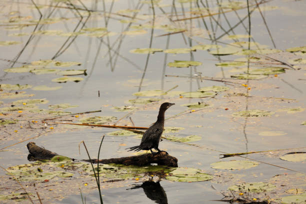 istock waterfowl standing on a branch 638987254