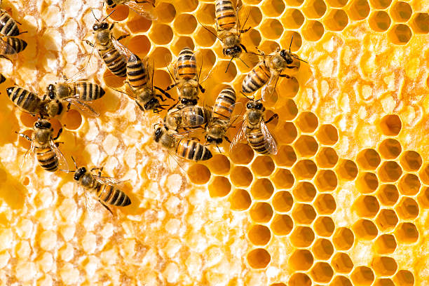 istock closeup of bees on honeycomb in apiary 638987850