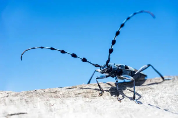 Photo of Longhorn beetle,Cerambycidae 2