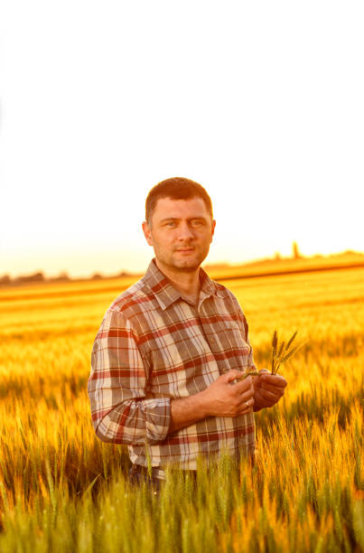istock Young farmer in a field examining crop 638989506