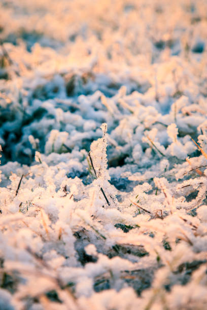 istock snowy morning in the field 638991740