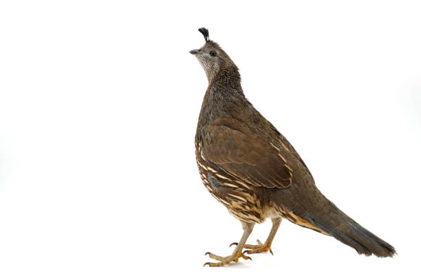 istock Female California Quail 638992014