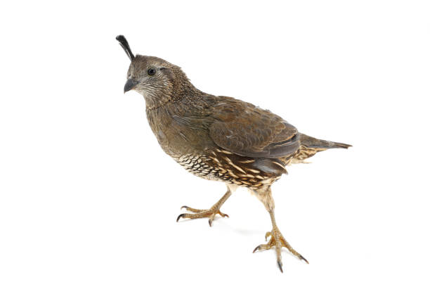 istock Female California Quail 638992030