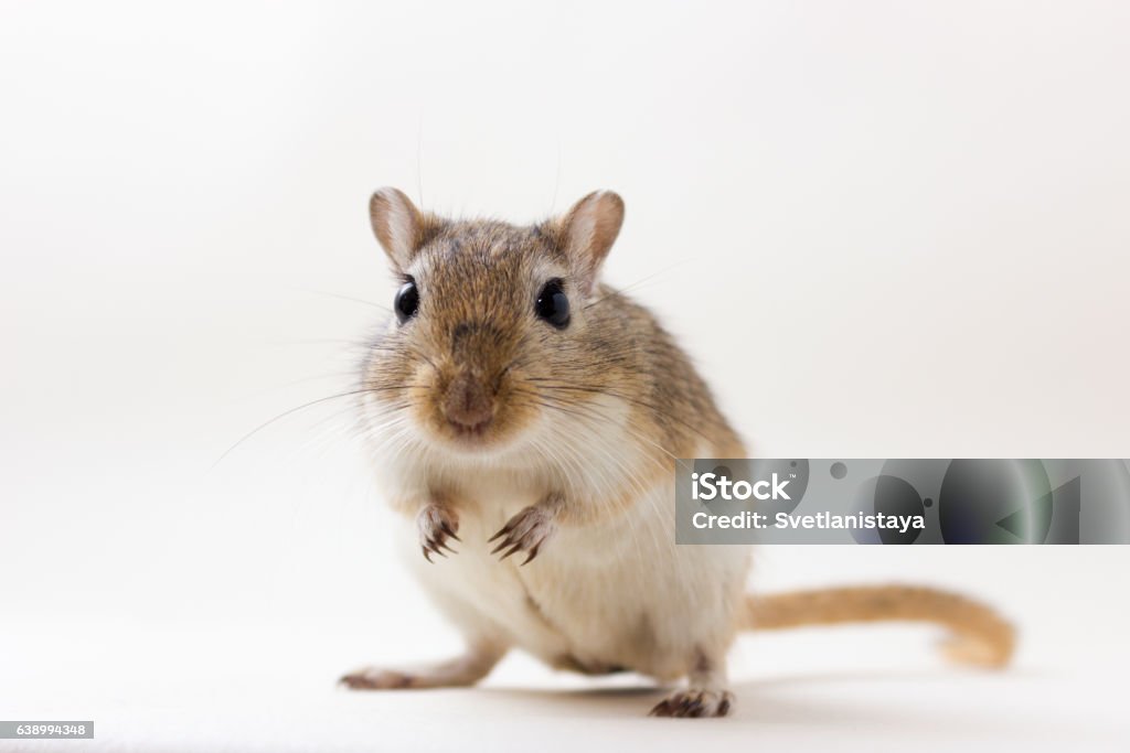 Gerbil - cute pet Fluffy cute rodent - gerbil on neutral background Gerbil Stock Photo