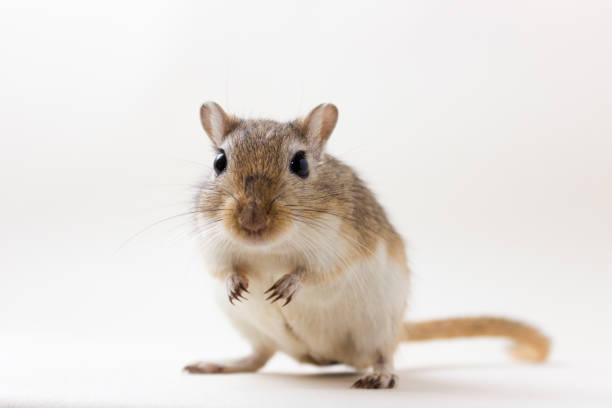 Gerbil - cute pet Fluffy cute rodent - gerbil on neutral background gerbil stock pictures, royalty-free photos & images