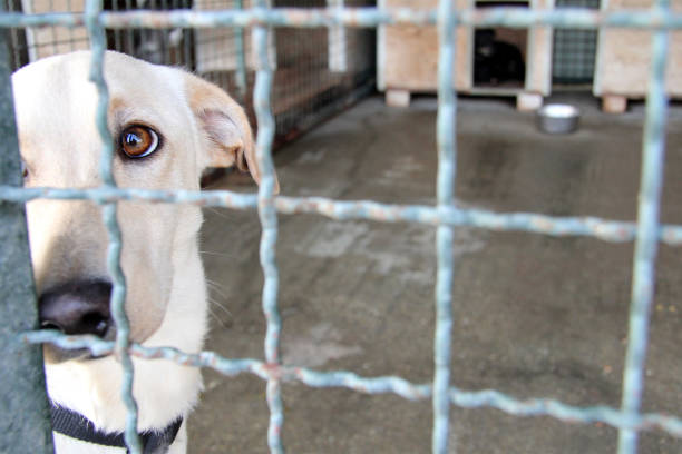 istock Sad homeless shelter dog behind bars 638994416