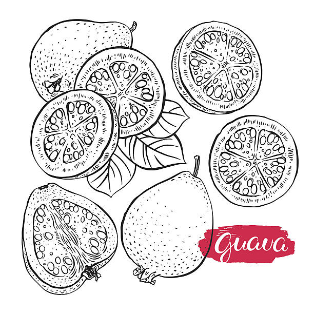 set of sketch ripe guava beautiful set of delicious sketch ripe guava. hand-drawn illustration guava stock illustrations