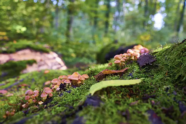 Photo of Edible Mushrooms in the forest