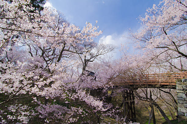 istock Magnificious cherry blossoms and bridges in full bloom 639001784
