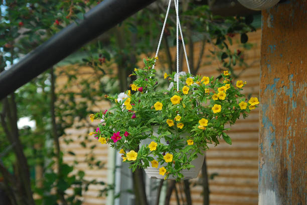 istock Hanging flowers pot 639001880