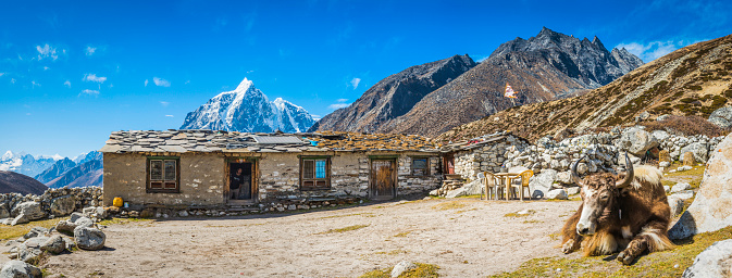 Chhukung, Nepal - October 31, 2016: Yak resting outside a traditional stone roofed teahouse lodge with its Sherpa owner standing in the doorway high in the remote Himalaya mountains of the Everest National Park, Nepal. Composite panoramic image created from seven contemporaneous sequential photographs.